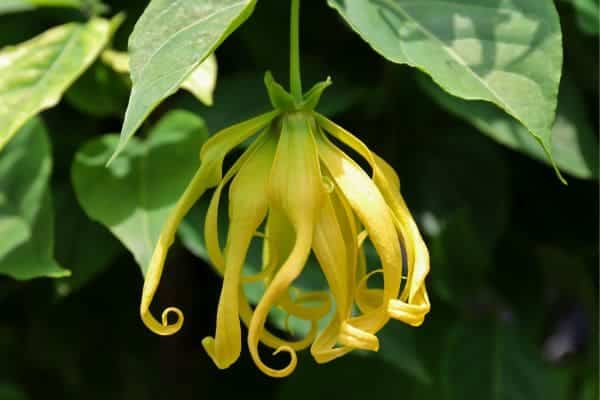 benefícios-do-óleo essencial-de-ylang ylang