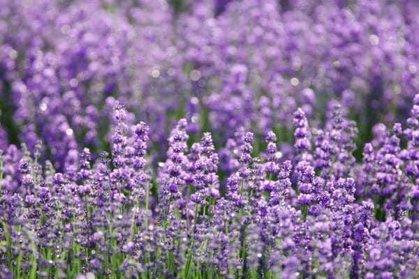 óleo-essencial-de-lavanda