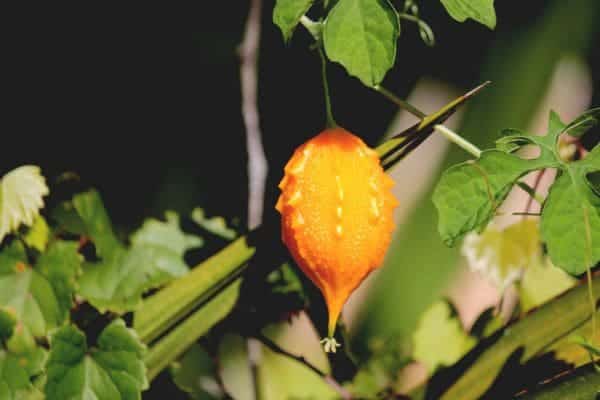 plantas-alimentícias-não-convencionais