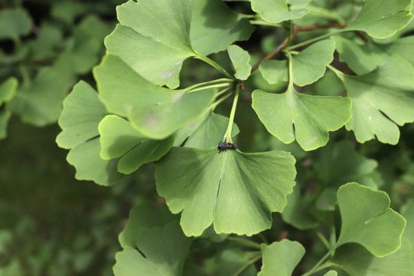 benefícios da Ginkgo Biloba