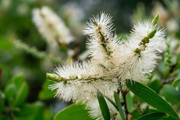 melaleuca