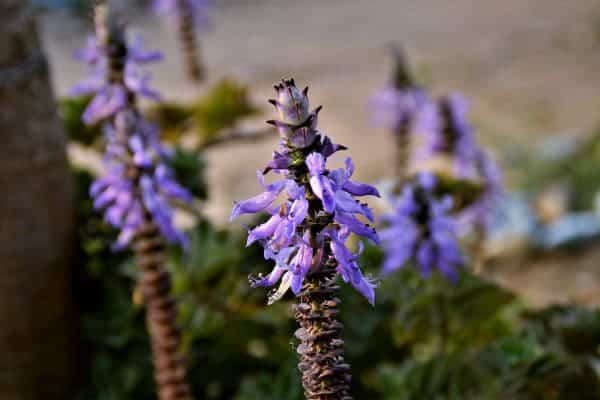 plectranthus-ornatus