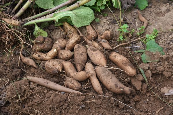 receita-com-batata-yacon