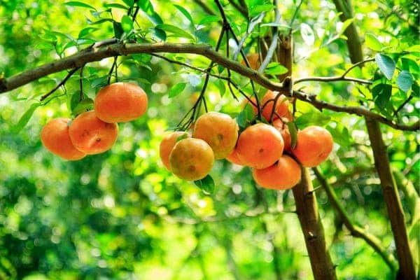 óleo-essencial-de-mandarina-vermelha