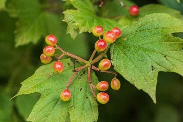 óleo-essencial-de-wintergreen